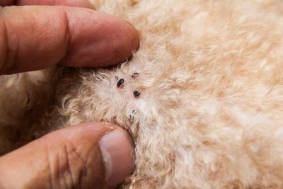 Antiparasitaires Chiens Et Chats Les Beaux Jours Arrivent Les Puces Tiques Aussi Vetorino