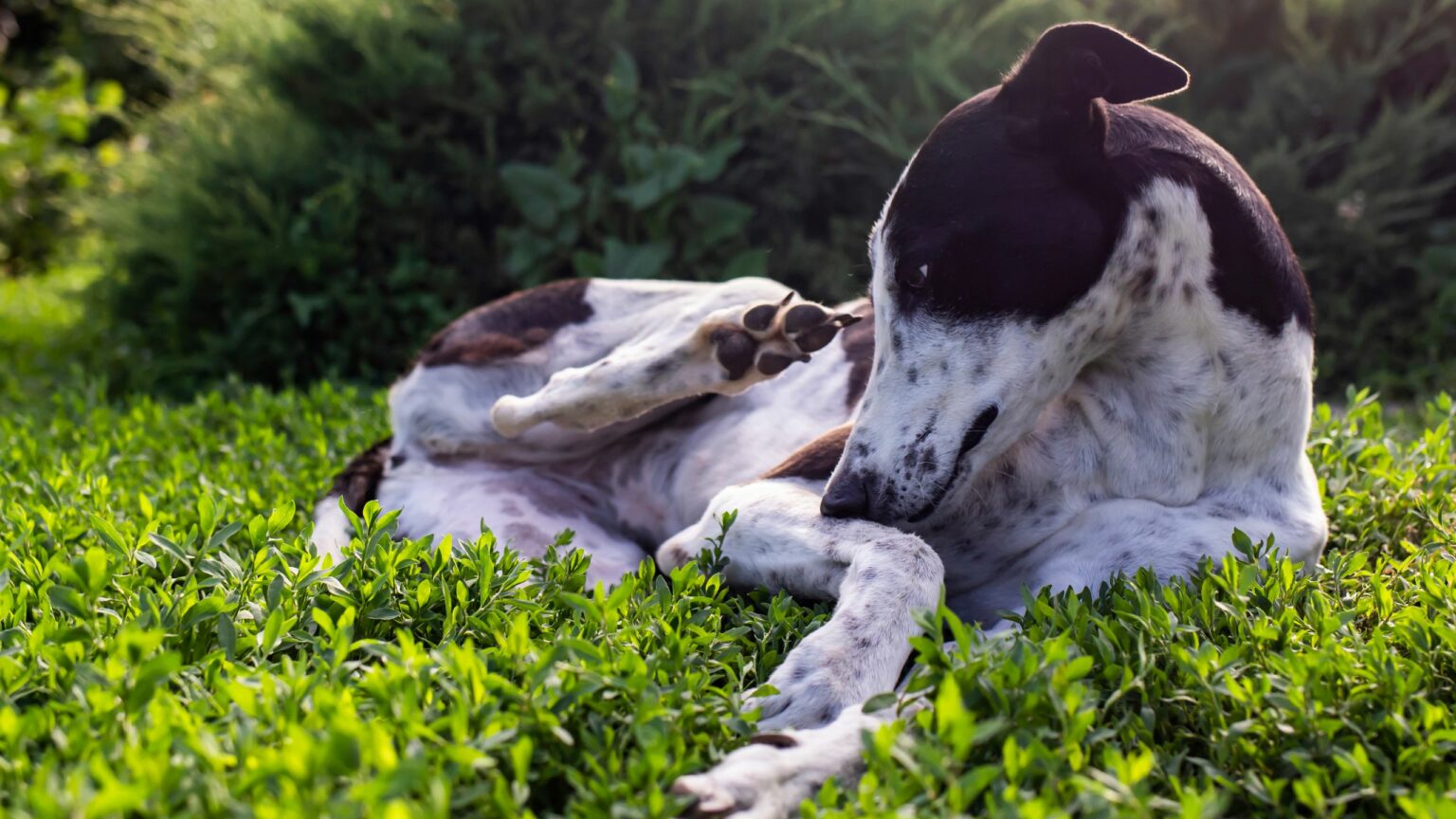 chien dans l'herbe