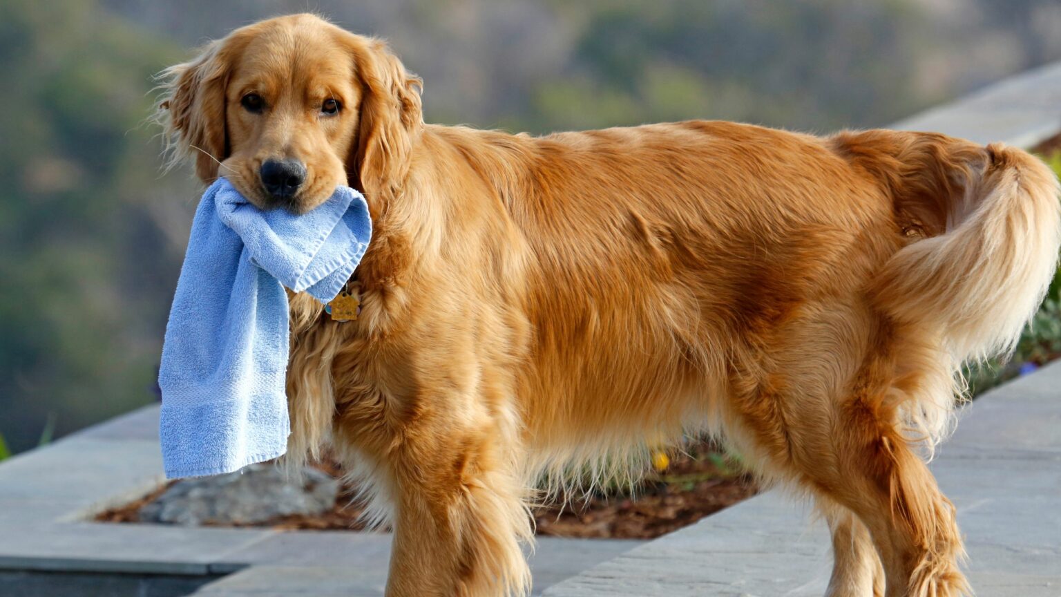 chien qui vient d'être toiletté