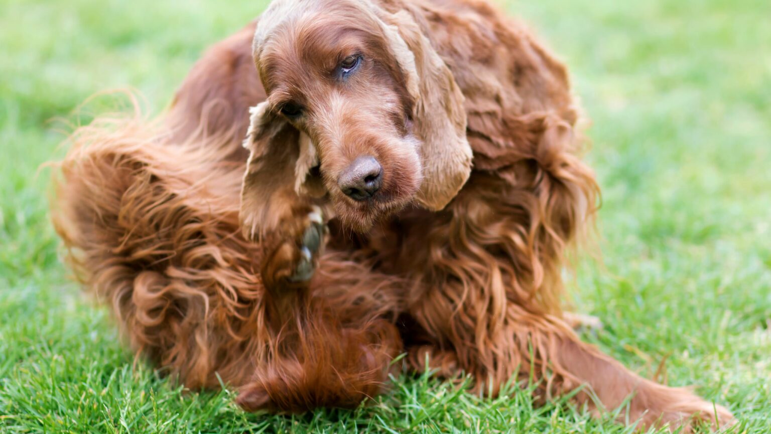 chien qui se gratte à cause des puces