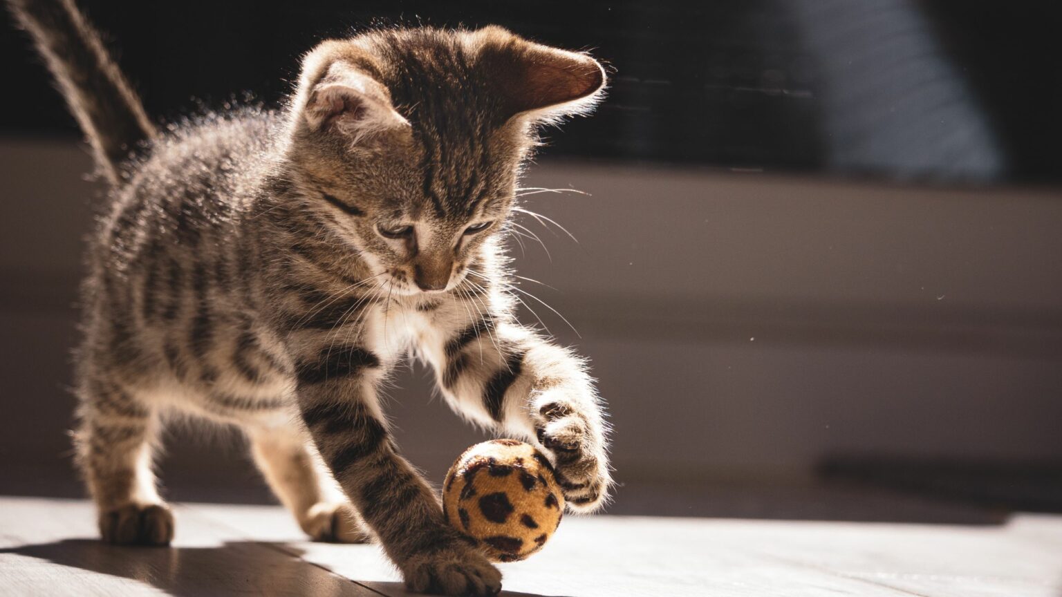 chat qui court après une balle dans le salon