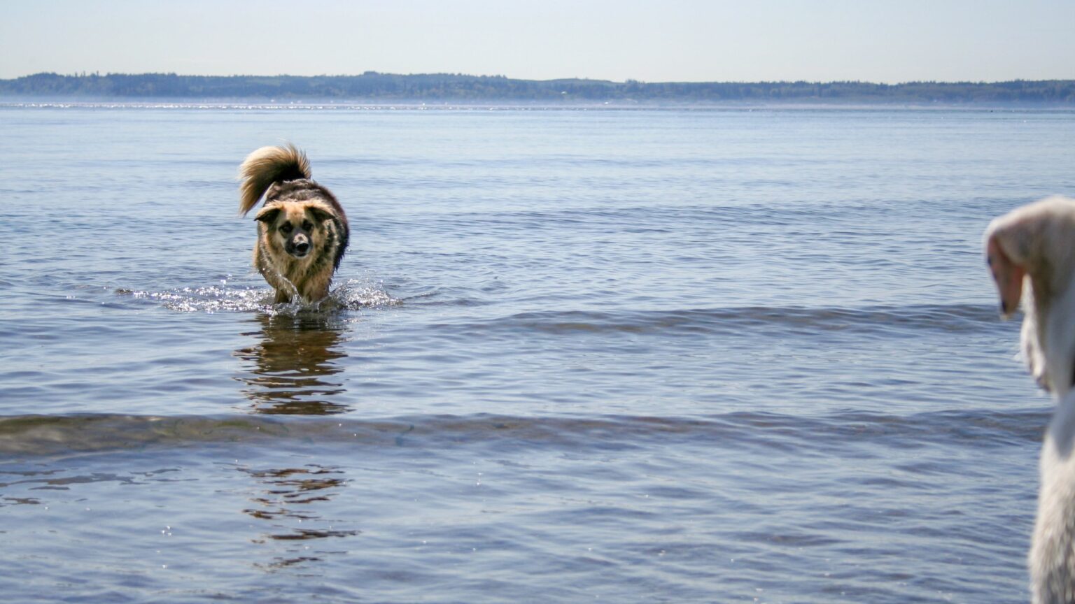 chien arthrosique qui marche dans l'eau